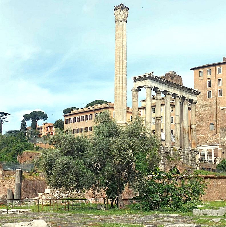 The Ficus Ruminalis in the Roman Forum, before the Column of Phocas. The epithet ruminalis may derive from Romulus’s name, from ruminant animals sheltering under it, or—most plausibly—because the divine twins were suckled by the she-wolf (lupa) in its shade. Romans called breasts rumae and venerated a goddess Rumina, believed to oversee child-rearing (Plutarch, Romulus IV, 1). Alternatively, Ruminal may come from the nearby river, archaically called Rumon. Ancient historians recount that the tree miraculously moved from the Palatine to the Forum’s center, where it remained venerated throughout the Empire. In 58 CE, the ancient trunk—after 840 years (Pliny, Natural History XV, 77; Tacitus, Annals XIII, 58)—withered and leafless, miraculously regreened. Reconciling accounts of the Ficus Ruminalis near the Lupercal with those placing it in the Forum is highly uncertain; interpretations of the cult and the name’s etymology depend on resolving this. The Forum still shows the unpaved area where the fig, olive, and vine grew, alongside a statue of Marsyas with a wineskin, as depicted on Trajan’s nearby reliefs.