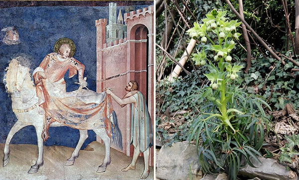St. Martin sharing his cloak with the beggar, from the Life of St. Martin, 1326 - San Francesco, Lower Church, Assisi, Italy - Helleborus foetidus