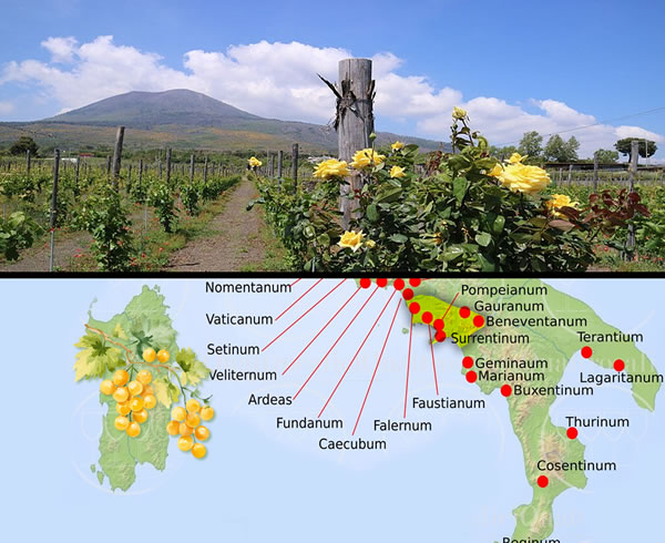 Ancient viticulture in Campania