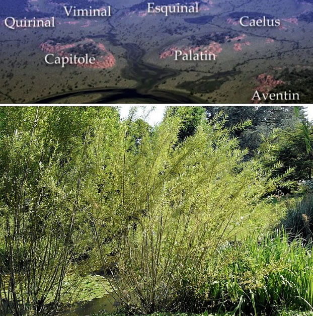 Seven Hills and the Salix viminalis Plant