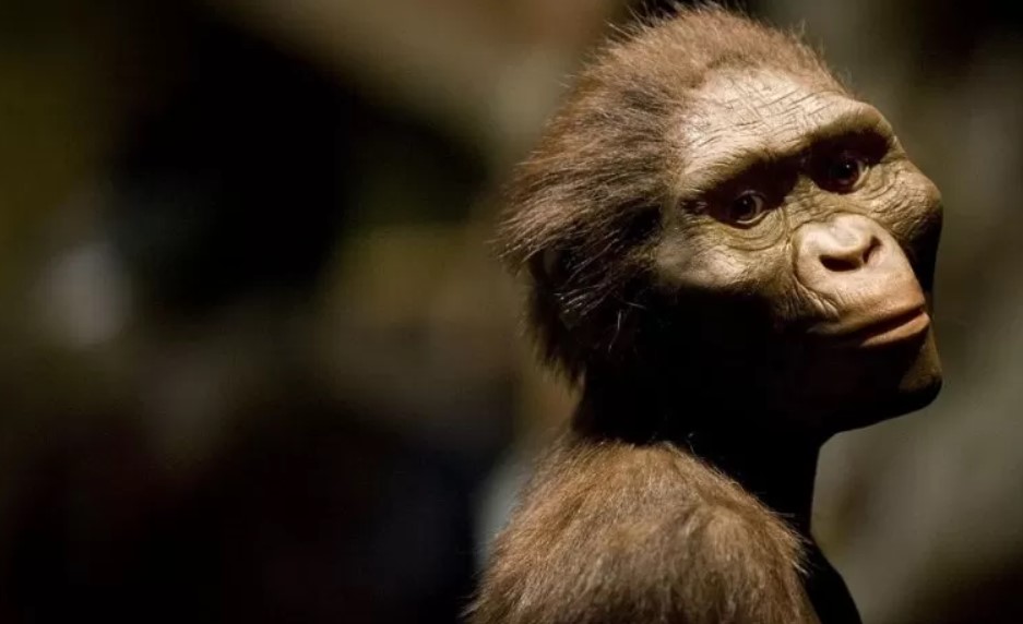 Adult Australopithecus afarensis by an artist's reconstruction (Photograph by Dave Einsel, Getty Images).