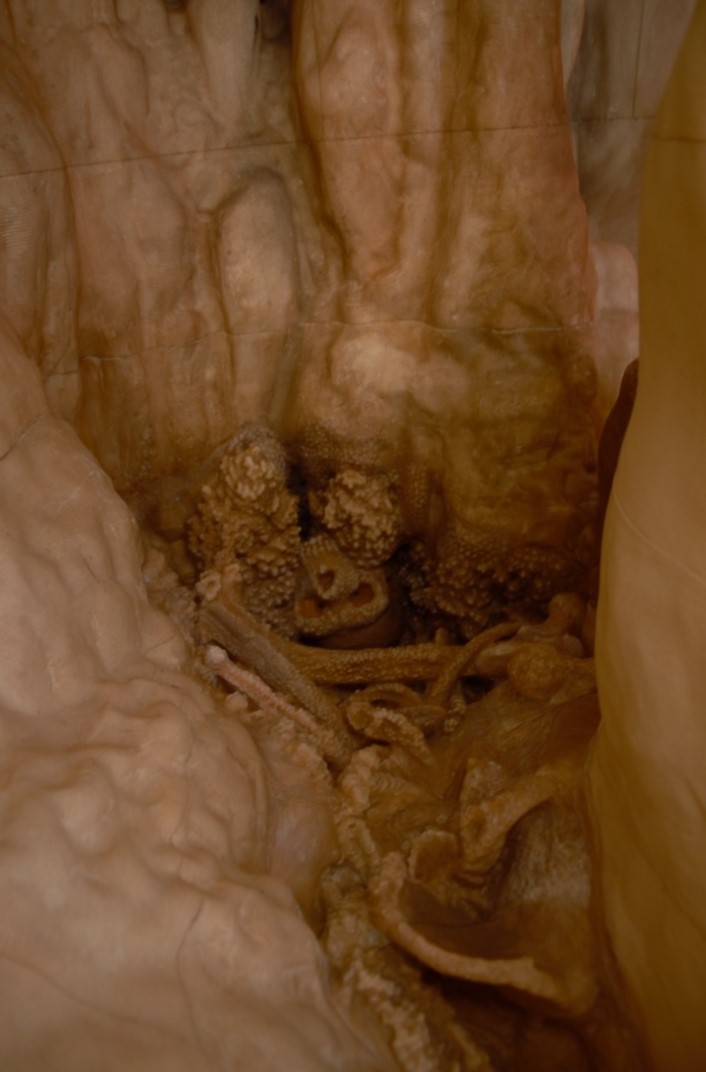 A reproduction of the skull and fossil bones of Altamura Man in exhibition at Palazzo Baldassarre, Altamura.