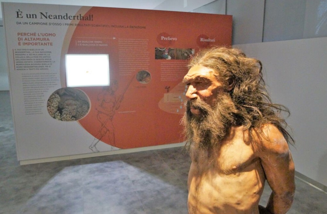 A life-size silicone reproduction of a Neanderthal known as Altamura Man - Archaeological Museum in Altamura (https://uomodialtamura.it)