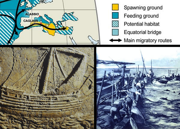 Routes that bluefin tuna have followed since ancient times from the Atlantic to the Mediterranean