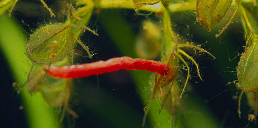 Aldrovanda vesiculosa