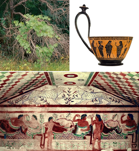 Wild and spontaneous vite - Tomb of Leopards, Etruscan necropolis of Monterozzi, Tarquinia, 473 BCE - Kyathos with Black-Figure Decoration, Vulci, ca. 520 BCE. Etruscan Museum of Villa Giulia, Rome. Twelve deities appear on the bowl, arranged in pairs. This scene possibly references the Anthesteria festival in Athens, dedicated to Dionysus (the god of wine). An inscription on the rim of the kyathos is partially legible: 'Ludos egraphsen doulos …,' which translates to 'The enslaved person Lydos painted …' Thus, Lydos was possibly an servant of Mydea or originally from Myrina. In any case, the inscription aimed to celebrate his skill.