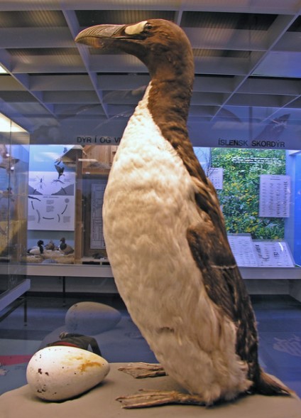 Last Giant Auk anywhere - Reykjavik, Iceland Extinct in Iceland 1840 - Natural History Museum