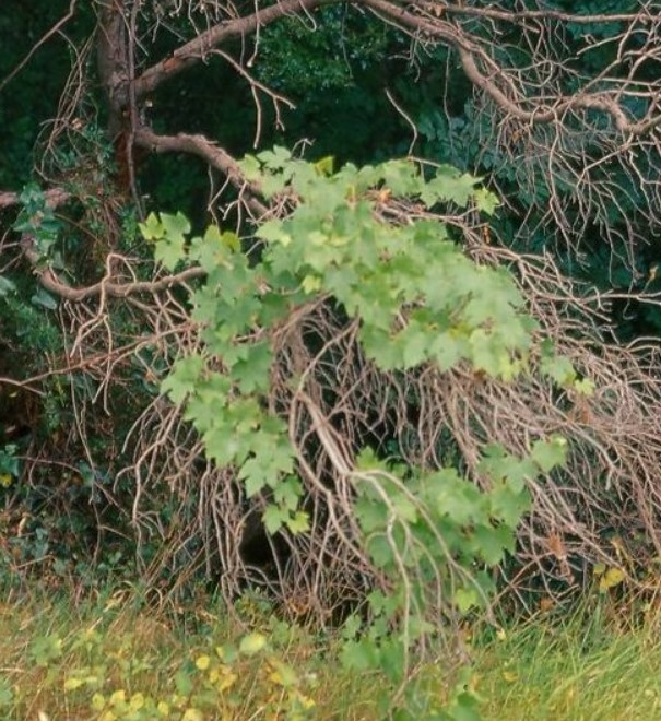 Some wild grapevine (guadoalmelo.it)